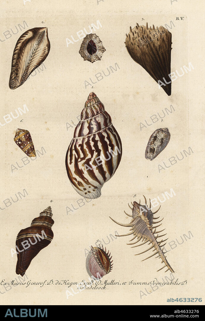 Whelk, Buccinum undatum 1, Noah's ark, Arca noae 2, noble pen shell, Pinna nobilis 3, Tusus brevis 4, Caltrop murex, Murex tribulus 5, Admiral cone, Conus admiralis 6, volute, Voluta arenata 7, limpet, Patella vulgata 8, and elegant Venus clam, Pitar dione 9. Handcoloured copperplate engraving by Georg Wolfgang Knorr from his Deliciae Naturae Selectae of Kabinet van Zeldzaamheden der Natuur, Blusse and Son, Nuremberg, 1771. Specimens from a Wunderkammer or Cabinet of Curiosities of D. de Hagen, P.L. Muller and A.M. Schadeloock.