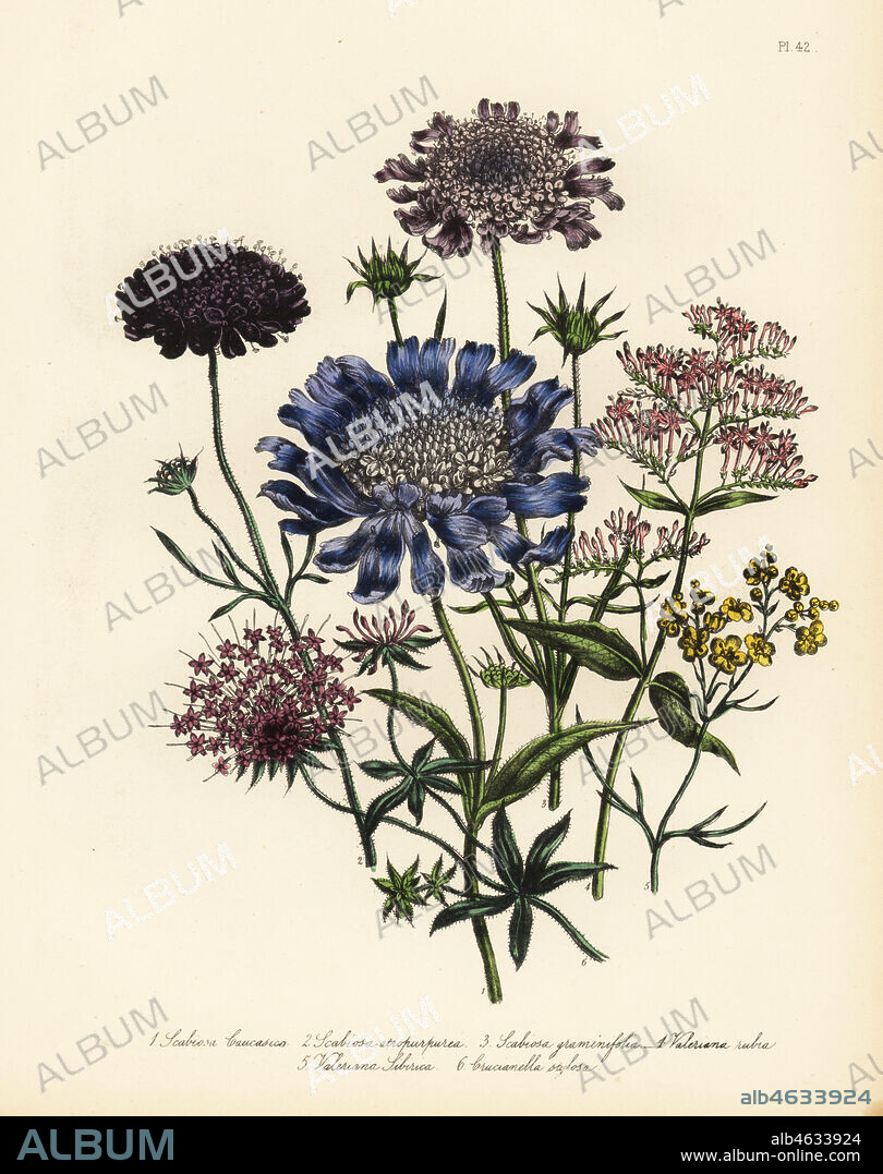 Caucasian scabious, Scabiosa caucasia, common sweet scabious, Scabiosa atropurpurea, grass-leaved scabious, Scabiosa graminifolia, Valeriana rubra, Siberian valerian, V. sibirica, and long-styled crosswort, Crucianella stilosa. Handfinished chromolithograph by Henry Noel Humphreys after an illustration by Jane Loudon from Mrs. Jane Loudon's Ladies Flower Garden of Ornamental Perennials, William S. Orr, London, 1849.