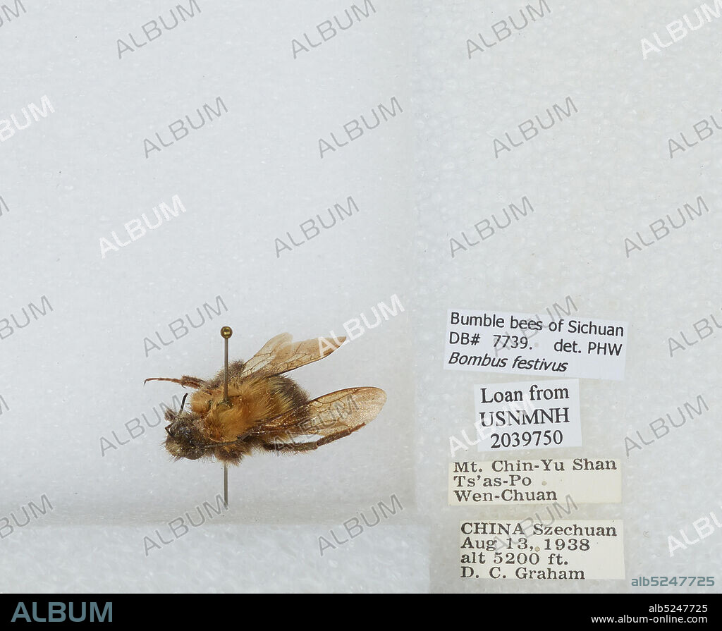 Mount Chin-Yu Shan, Ts'as-Po, Wen-Chuan, Sichuan, China, Bombus (Festivobombus) festivus Smith, Animalia, Arthropoda, Insecta, Hymenoptera, Apidae, Apinae.