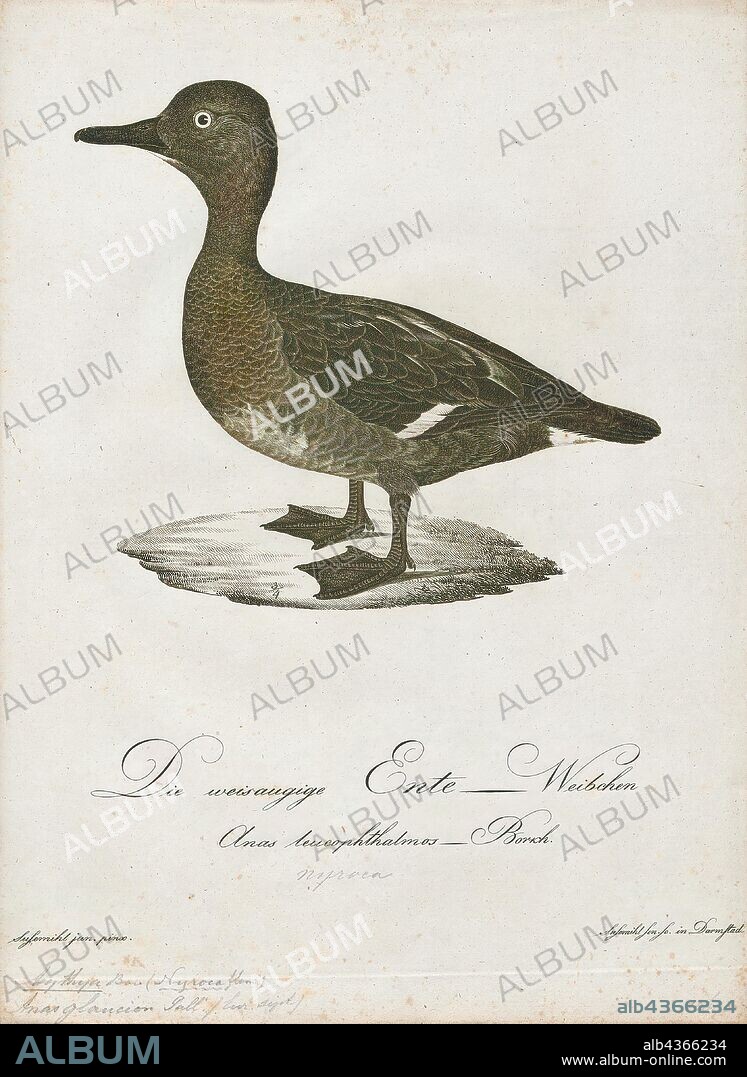 Aythya nyroca, Print, The ferruginous duck, also ferruginous pochard, common white-eye or white-eyed pochard (Aythya nyroca) is a medium-sized diving duck from Eurasia. The scientific name is derived from Greek aithuia an unidentified seabird mentioned by authors including Hesychius and Aristotle, and nyrok, the Russian name for a duck., 1800-1812.