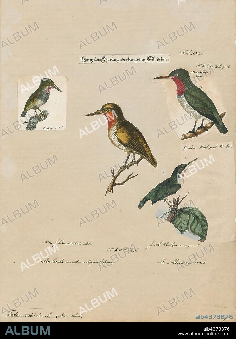 Todus viridis, Print, Todus is a genus of birds in the family Todidae, the todies, found in the Caribbean. It is the only extant genus with the family Todidae. The five species are small, near passerine birds of the forests of the Greater Antilles: Puerto Rico, Jamaica, and Cuba, with adjacent islands, have one species each, and Hispaniola has two, the broad-billed tody in the lowlands (including Gonâve Island) and the narrow-billed tody in the highlands., 1700-1880.