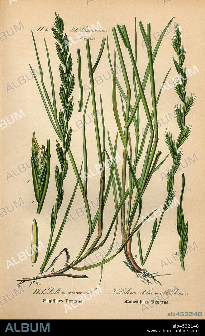 English Raygras and Italian Raygrass, A: Lolium perenne L. - English Raygrass, B: Lolium italicum M. Brown - Italian Raygrass, Many-flowered Ryegrass or Many-flowered Lolch, Family: 24. Gramineae, 1. Hordeae - Grasses, Barley Grasses, Date Appreciated, Taf, 47, after p. 102 (vol., 1886, Otto Wilhelm Thomé: Prof. Dr. Thomé's Flora von Deutschland, Österreich und der Schweiz in Wort und Bild. Gera-Untermhaus: Verlag von Fr. Eugen Köhler, [1886].