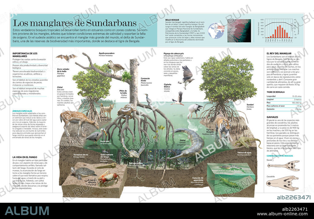 Los manglares de Sundarbans. Infografía del ecosistema de los manglares de Sundarbans (Bangladesh).