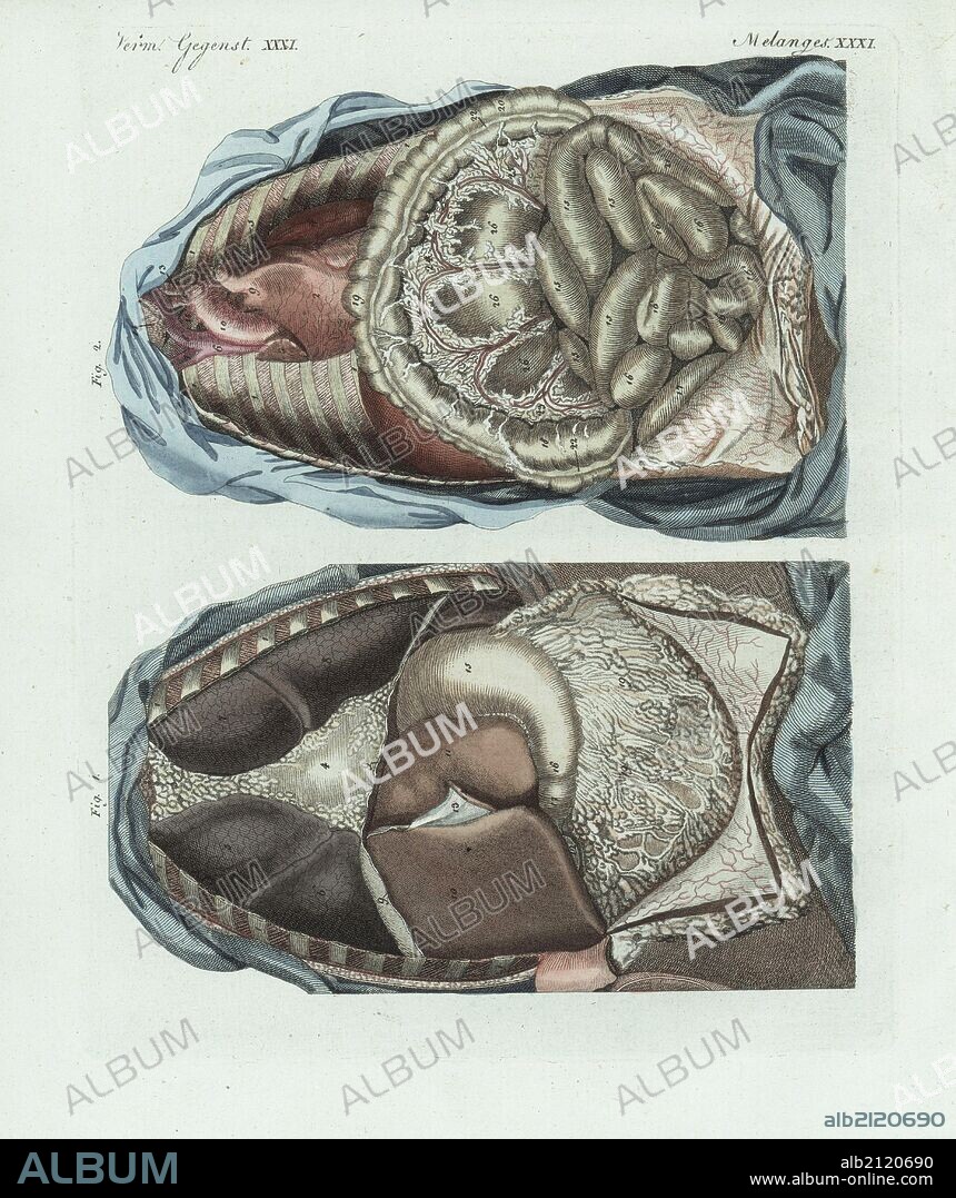 The entrails in the human body: lungs, liver, diaphragm, stomach, duodenum, colon, etc. Handcoloured copperplate engraving from Bertuch's "Bilderbuch fur Kinder" (Picture Book for Children), Weimar, 1798. Friedrich Johann Bertuch (1747-1822) was a German publisher and man of arts most famous for his 12-volume encyclopedia for children illustrated with 1,200 engraved plates on natural history, science, costume, mythology, etc., published from 1790-1830.