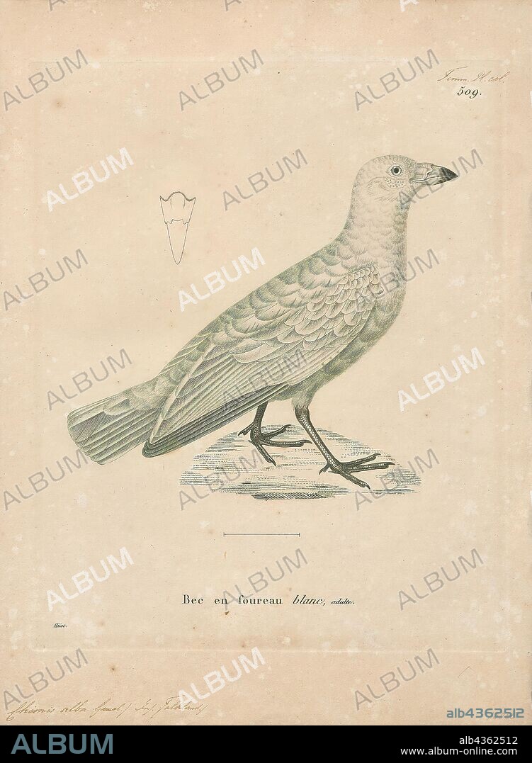 Chionis alba, Print, The snowy sheathbill (Chionis albus), also known as the greater sheathbill, pale-faced sheathbill, and paddy, is one of two species of sheathbill. It is usually found on the ground. It is the only land bird native to the Antarctic continent., 1700-1880.