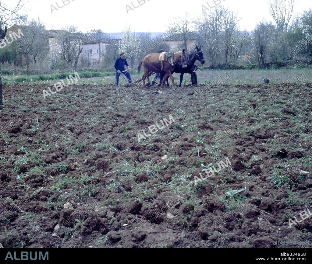 LABRADOR ARANDO CON UNA YUNTA DE MULAS - FOTO AÑOS 80.