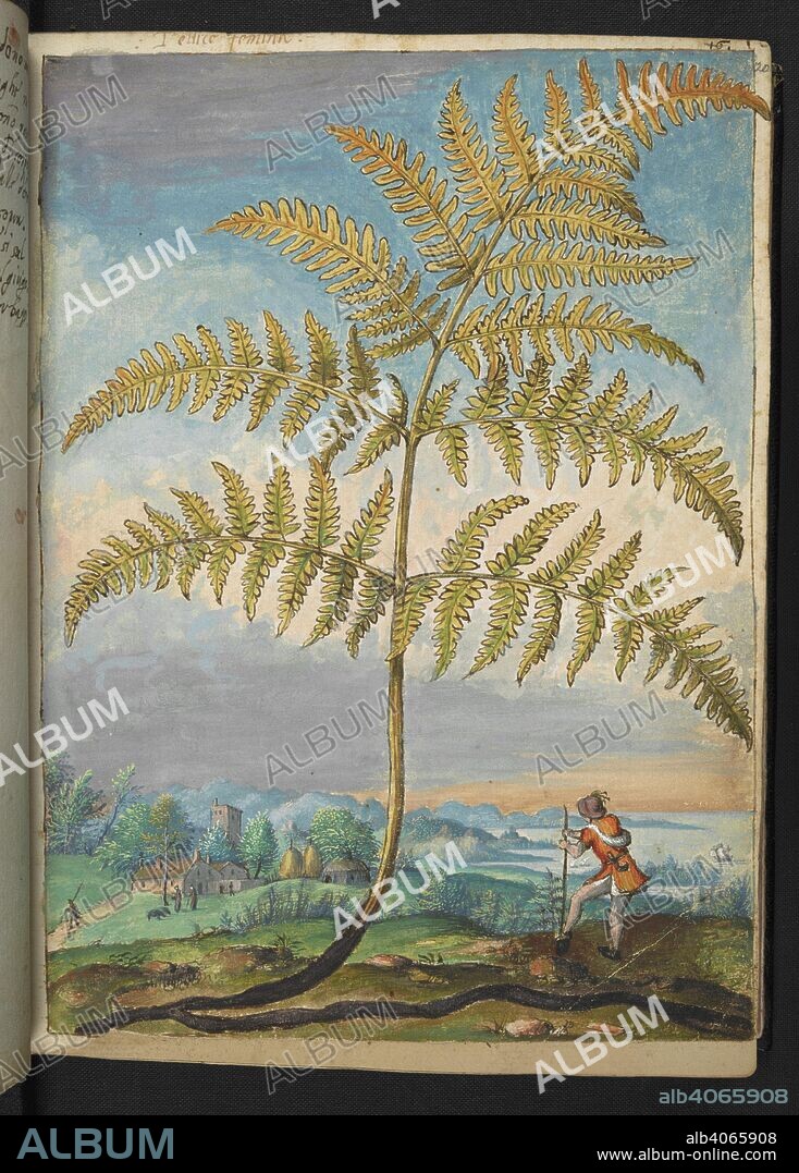 GHERALDO CIBO. A fern. Coloured drawings of plants, copied from nature in the Roman States, by Gerardo Cibo. Vol. I. Pietro Andrea Mattioli, Physician, of Siena: Extracts from his edition of Dioscorides' "de re Medica":. Italy, c. 1564-1584. Source: Add. 22332 f.20. Language: Italian.