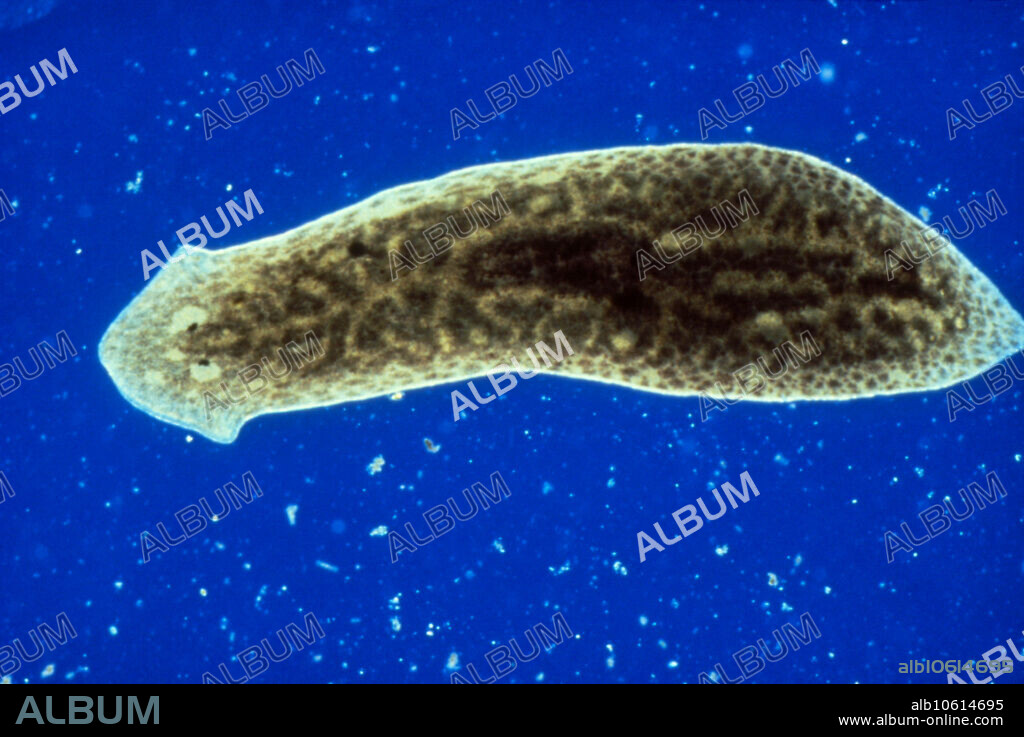 Light micrograph showing the Turbellarian cold- water flatworm Dugesia sp. Note the eyecups visible on the head (left). Magnification: x10 at 35mm size.