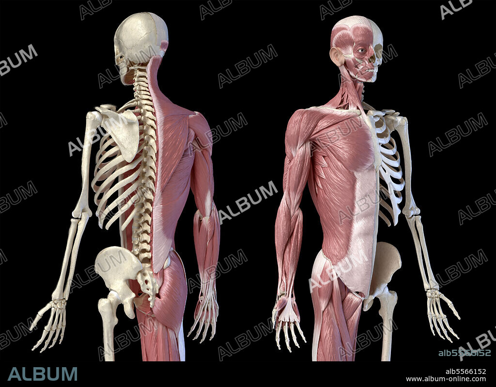 Male anatomy of muscular and skeletal systems. Three quarter length upper body front and back perspective views on black background.