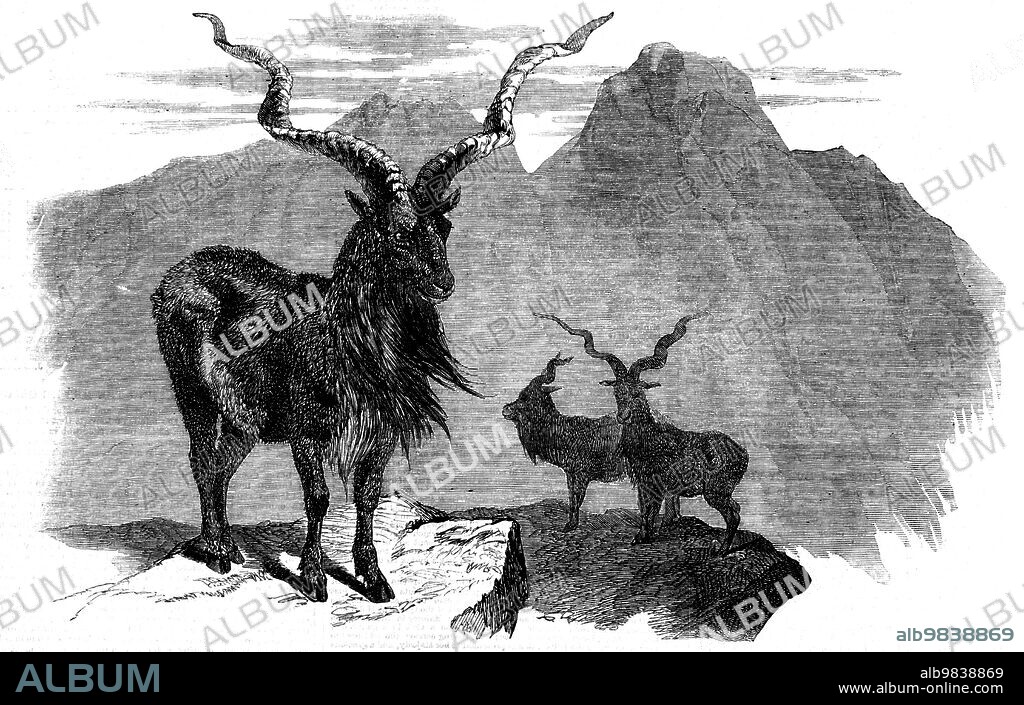 The Markore (Capra megaceros), 1858. 'This animal is a native of certain parts of the Western Himalayas, and is likewise found in the high ranges of Persia and Affghanistan. Markore implies "serpent-eater," the native idea being that the species destroys snakes; but this is very doubtful. It is generally seen in small herds: the male has an enormous pendent beard, extending from the chin downwards, covering the front of the chest and the knees. In keenness of sight the markore rivals the ibex, and from the situations it frequents offers one of the most exciting, at the same time dangerous, sports imaginable. The hunter...must possess every requisite of his craft who would follow these noble animals over their dangerous and difficult ground, for among shattered rocks and precipices high up in the regions of perpetual snow it delights to sport...The subject of the Sketch is perhaps one of the largest males ever procured: it was killed in the summer of 1854 by Dr. Adams, 22nd Regiment, on the Peer Pinjal Mountains, forming the southern barrier to the Vale of Cashmere. It measured 11 ½ hands at the shoulder. The length of its horns was 48½ inches, and the distance between the points of the horns was 3 feet 2 inches'. From "Illustrated London News", 1858.
