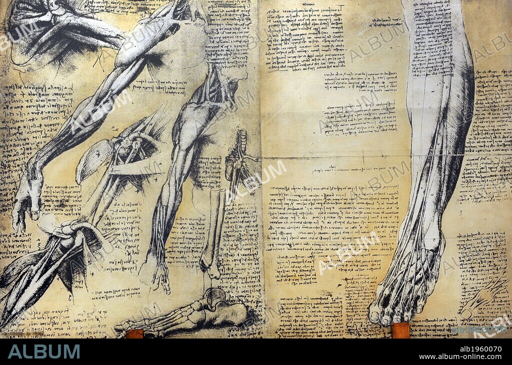 Muscle structure. Leonardo da Vinci believed the study of the human body and of its proportions and muscles to be useful in artistic representation. The Science and Technology Museum Leonardo da Vinci. Milan. Italy.