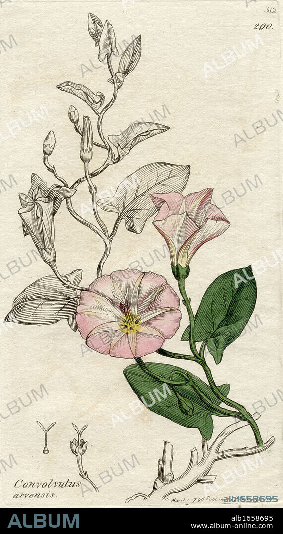 Convolvulus arvensis-Field Bindweed. 1796 print by James Sowerby (1757-1822) British botanical artist. From the book "English Botany" by Sir James Edward Smith with illustrations by James Sowerby,published c.1790-1810.