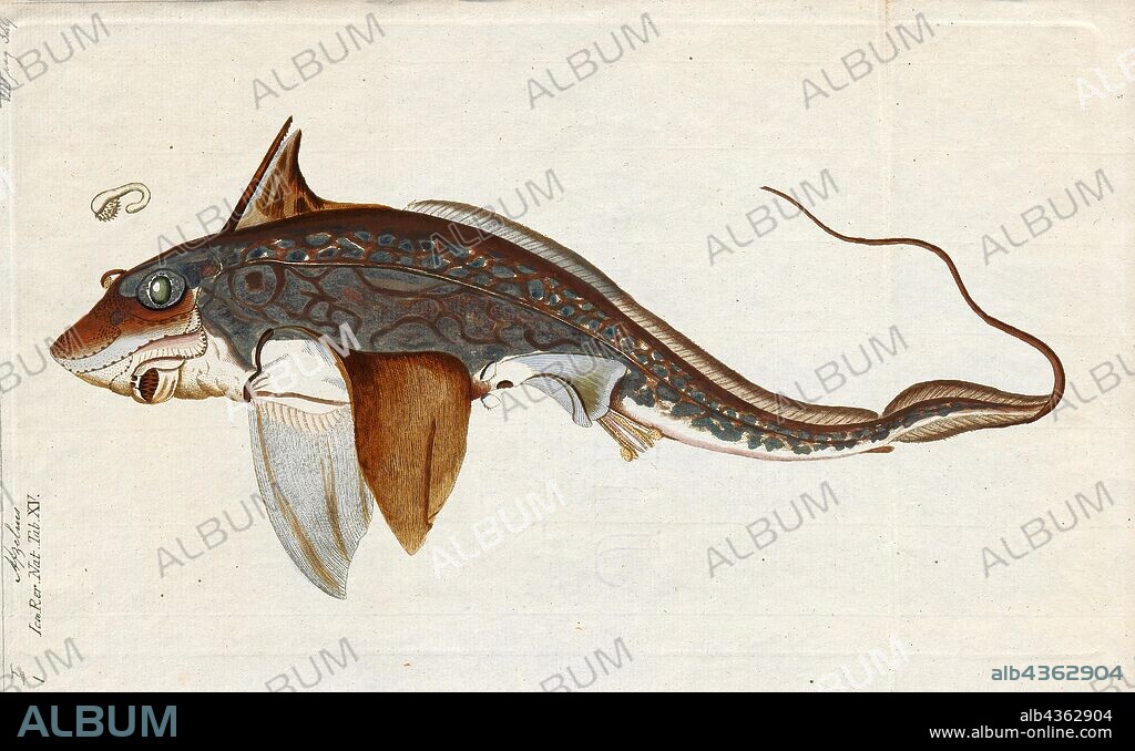 Chimaera monstrosa, Print, Chimaera monstrosa, also known as the rabbit fish or rat fish, is a northeast Atlantic and Mediterranean species of fish in the Chimaeridae family., 1700-1880.