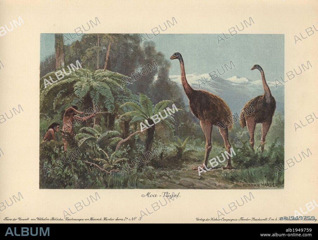 Moa birds (Dinornis robustus) being hunted by men with bows and arrows. The moa were species of flightless birds native to New Zealand. They were hunted to extinction by the Maoris.. . Colour printed illustration by Heinrich Harder from "Tiere der Urwelt" Animals of the Prehistoric World, 1916, Hamburg. Heinrich Harder (1858-1935) was a German landscape artist and book illustrator. From a series of prehistoric creature cards published by the Reichardt Cocoa company. Natural historian Wilhelm Bolsche wrote the descriptive text.