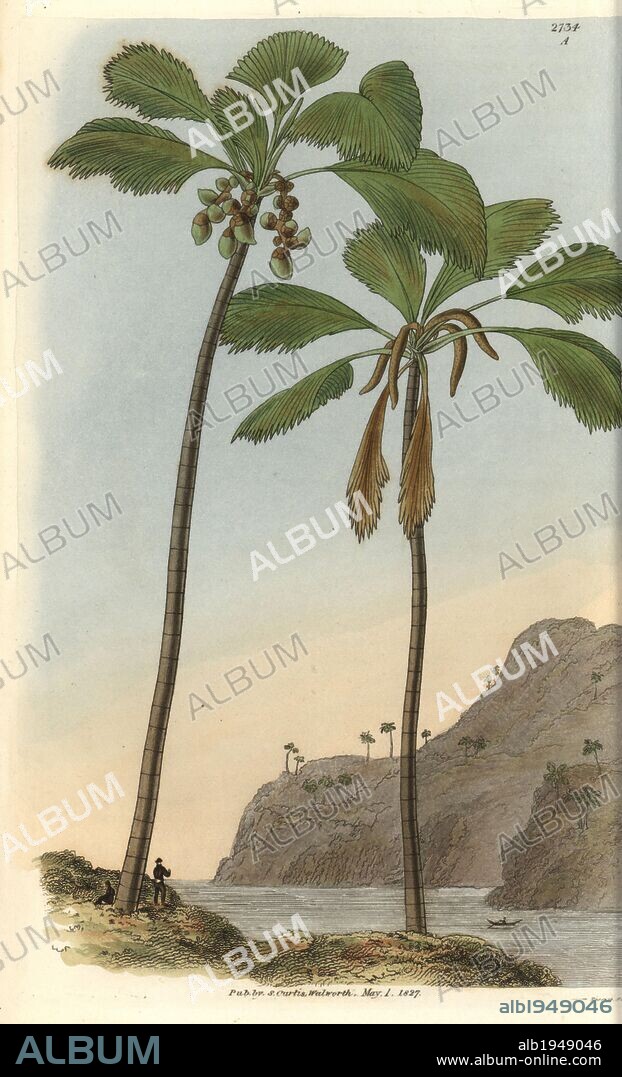 Double coconut palm tree or Seychelles-Island cocoa-nut. . Female tree at left, male tree at right.. . Illustration by WJ Hooker, engraved by Swan. Handcolored copperplate engraving from William Curtis's "The Botanical Magazine" 1827.. . William Jackson Hooker (1785-1865) was an English botanist, writer and artist. He was Regius Professor of Botany at Glasgow University, and editor of Curtis' "Botanical Magazine" from 1827 to 1865. In 1841, he was appointed director of the Royal Botanic Gardens at Kew, and was succeeded by his son Joseph Dalton. Hooker documented the fern and orchid crazes that shook England in the mid-19th century in books such as "Species Filicum" (1846) and "A Century of Orchidaceous Plants" (1849). A gifted botanical artist himself, he wrote and illustrated "Flora Exotica" (1823) and several volumes of the "Botanical Magazine" after 1827.