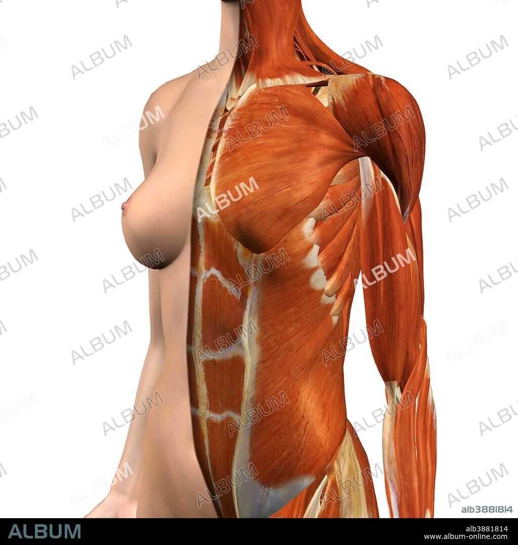 Female Chest And Breast Anatomy by Hank Grebe