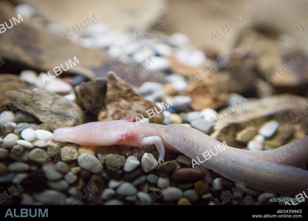 POSTOJNA CAVE(SLOVENIA), March 16, 2016 (Xinhua) -- The olm or Proteus anguinus, is seen in Postojna Cave, Slovenia, March 15, 2016. Olms are very sensitive to stress, which is why visitors entering the part of the cave where the olms can be seen in an aquarium are asked to keep quiet and not take any photos. In order not to disturb the olm or Proteus anguinus protecting its eggs, biologists covered the aquarium with black covers until the eggs hatch. This blind cave salamander was seen to lay eggs in its natural habitat of a cave only once before, in the same cave in 2013, but all were lost because of a stressful event. In late January 2016 the exceptional event occured again when an olm layed 57 eggs. Biologists covered its water tank to keep it in darkness, and set up an infrared camera that broadcasts a live video stream to a monitor where visitors can see what is happening. The cave's staff and scientists can also access the same live video stream on their laptops anywhere over a wifi connection. It will now take 120 days in 11 degrees Celsius water for the eggs to hatch, but given the high mortality rate of olm eggs, biologists estimate that only three eggs would hatch in June this year. If or when they do, it will be the first time ever anywhere in the world for scientists to witness olm eggs hatch in the animal's natural environment of the cave. (Xinhua/Luka Dakskobler) (Credit Image: © Xinhua via ZUMA Wire).
