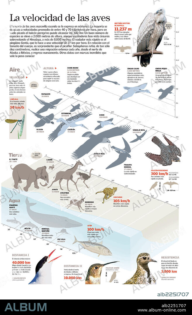 La velocidad de las aves. Infografía de comparación de la velocidad que alcanzan distintos animales con la que alcanzan las aves.