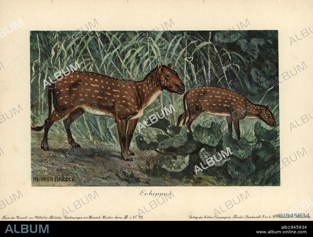 Hyracotherium or Eohippus, the dawn horse, extinct genus of perissodactyl ungulates that lived during the Tertiary to Eocene Epoch. Colour printed (chromolithograph) illustration by Heinrich Harder from "Tiere der Urwelt" Animals of the Prehistoric World, 1916, Hamburg. Heinrich Harder (1858-1935) was a German landscape artist and book illustrator. From a series of prehistoric creature cards published by the Reichardt Cocoa company. Natural historian Wilhelm Bolsche wrote the descriptive text.