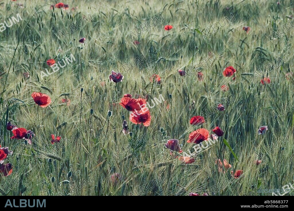 campos de cereales y amapolas en La Bureba (comarca) en primavera.