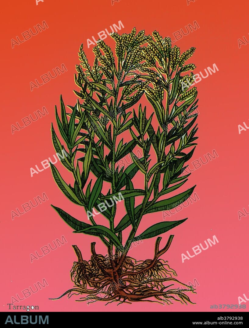 Tarragon or dragon's-wort (Artemisia dracunculus) is a perennial herb in the family Asteraceae related to wormwood. Corresponding to its species name, a common term for the plant is "dragon herb". It is native to a wide area of the Northern Hemisphere from easternmost Europe across central and eastern Asia to India, western North America, and south to northern Mexico.