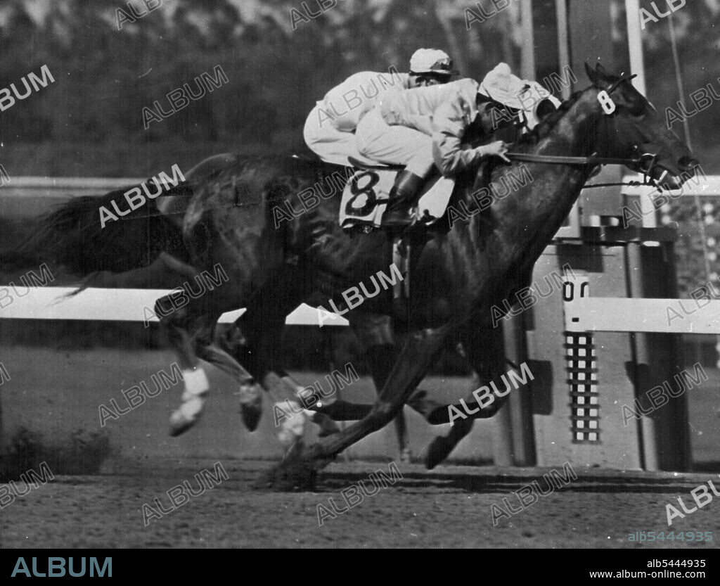 Willie Shoemaker "sits comfortable" as his horse pokes its head in front right on the line. February 11, 1954. (Photo by Look Magazine).