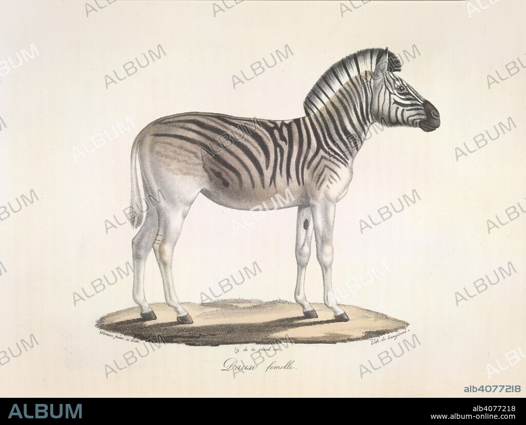 Dauw femelle. The striped quagga, or Burchell's zebra, of south Africa (Asinus Burchellii). Histoire Naturelle des MammifÃ©res, avec des figure. Paris, 1824-57. Source: 1257.l.1-4 volume 3,. Language: French.