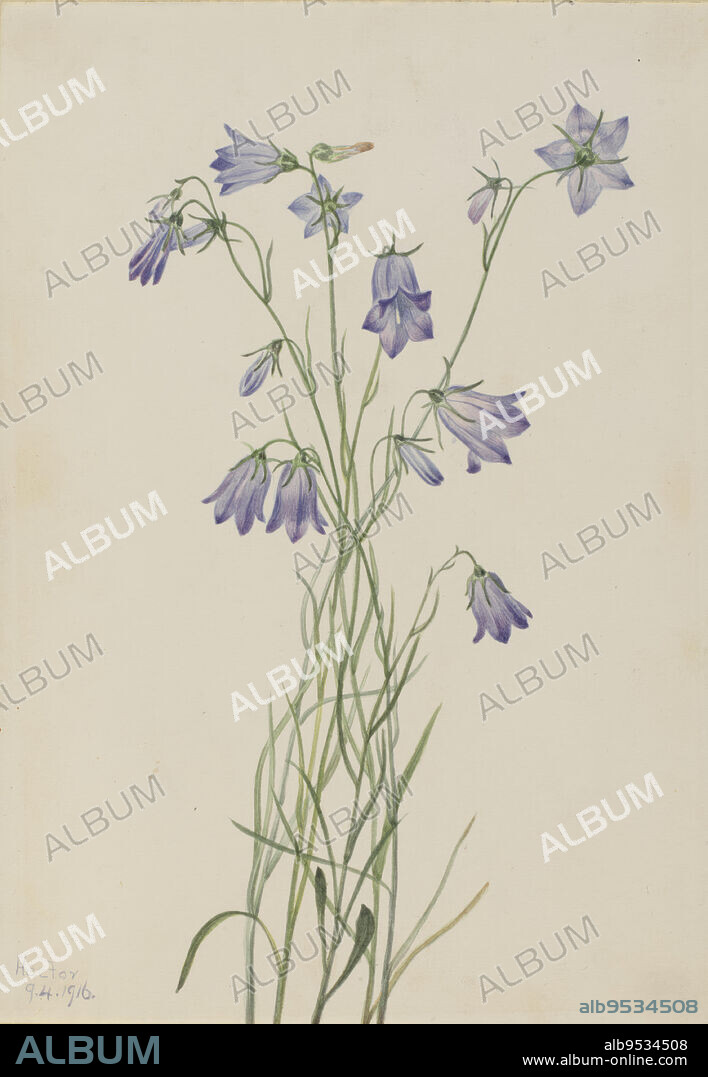 MARY VAUX WALCOTT. Harebell (Campanula rotundifolia). Date: 1916. Watercolor on paper.