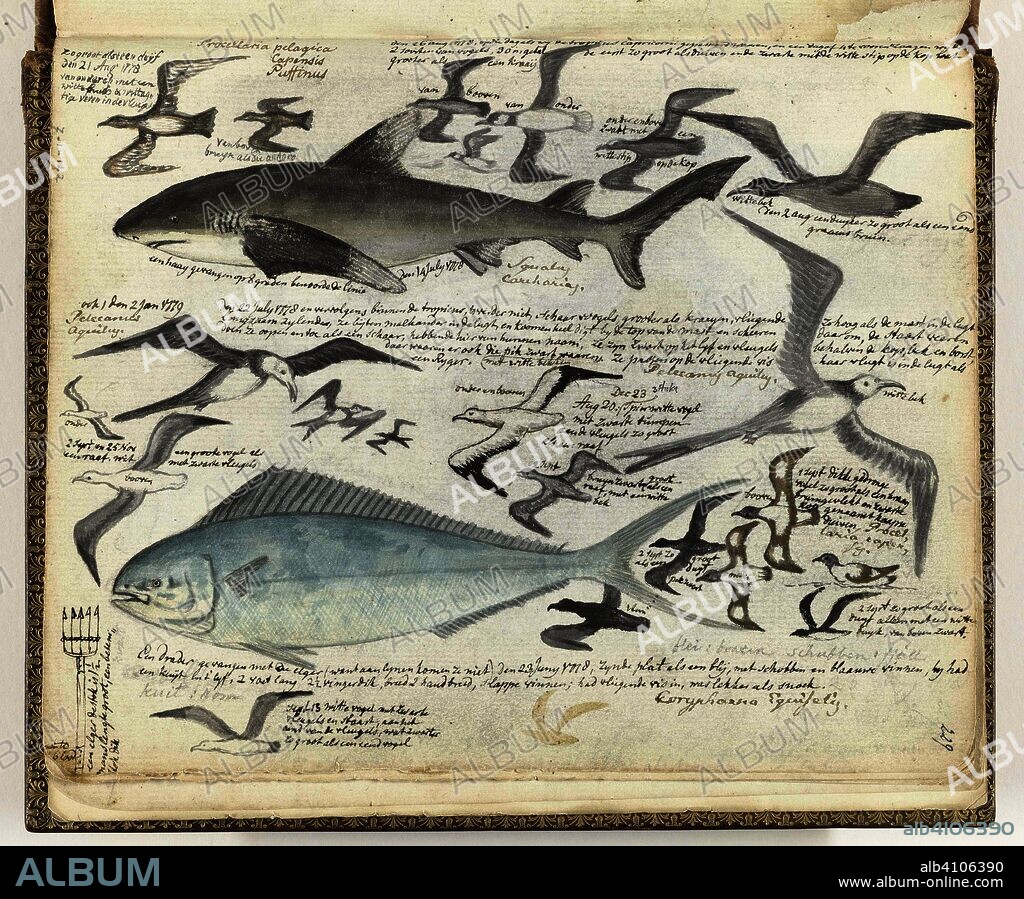 Sea birds and sea fish. Draughtsman: Jan Brandes. Dating: 14-Jul-1778 - 2-Jan-1779. Place: Atlantic Ocean. Measurements: h 155 mm × w 195 mm.