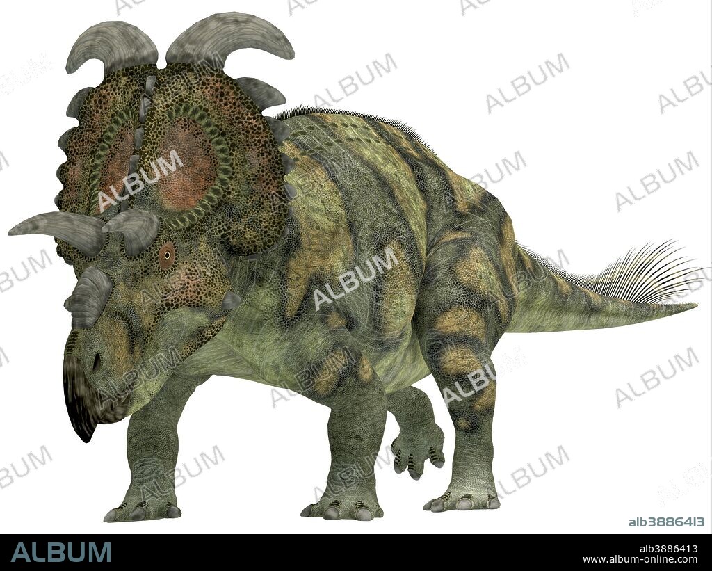 Albertaceratops is a herbivorous dinosaur that lived in Upper North America during the Cretaceous Period.