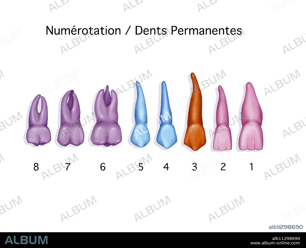 Representation of the permanent teeth of the right upper half jaw. These teeth are numbered: -1, first incisor -2, second incisor -3, canine -4, first premolar -5, second premolar -6, first molar -7, second molar -8, third molar.