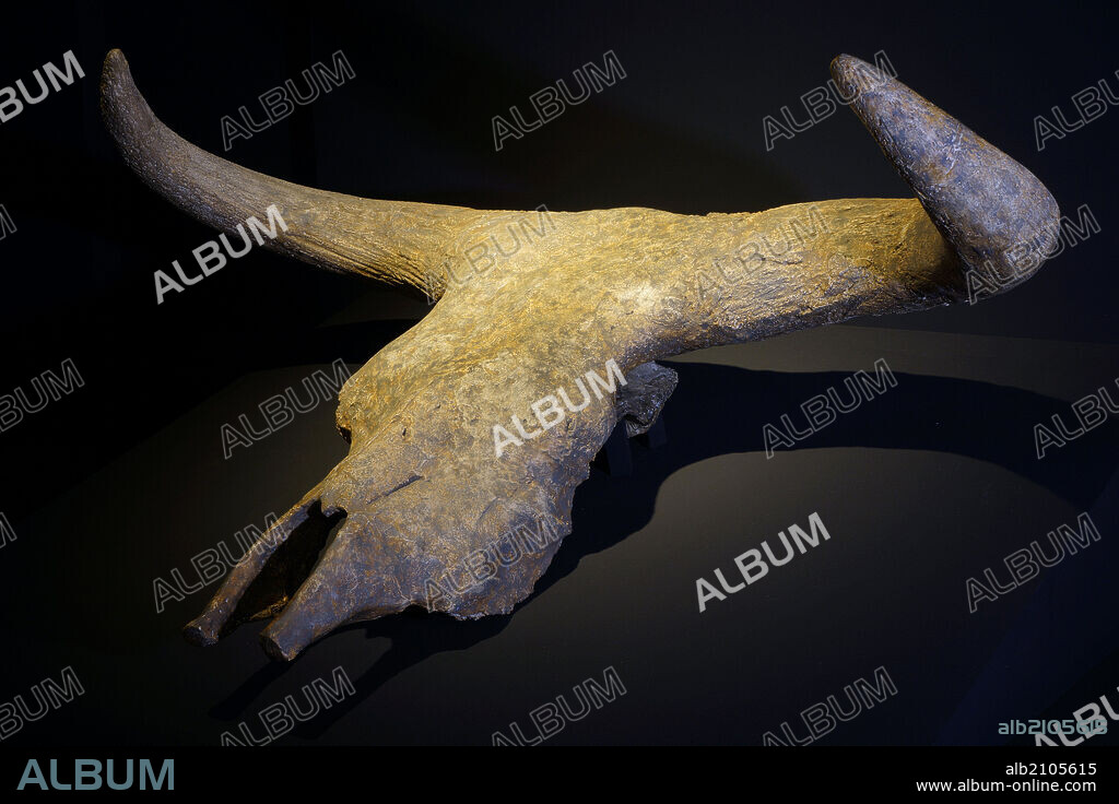 PIEZAS DE LA EXPOSICION "ARTE SIN ARTISTAS": REPLICA DE CRANEO DE BOS PRIMIGENIUS (URO O TORO PRIMITIVO). ORIGINAL: ARENERO DEL KM 7, CARRETERA DE ANDALUCIA (MADRID). DEPOSITO: MUSEO DE SAN ISIDRO.