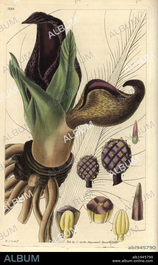 Eastern skunk cabbage or skunk weed, Symplocarpus foetidus. Illustration drawn by William Jackson Hooker, engraved by Swan. Handcolored copperplate engraving from William Curtis's "The Botanical Magazine," Samuel Curtis, 1833. Hooker (1785-1865) was an English botanist, writer and artist. He was Regius Professor of Botany at Glasgow University, and editor of Curtis' "Botanical Magazine" from 1827 to 1865. In 1841, he was appointed director of the Royal Botanic Gardens at Kew, and was succeeded by his son Joseph Dalton. Hooker documented the fern and orchid crazes that shook England in the mid-19th century in books such as "Species Filicum" (1846) and "A Century of Orchidaceous Plants" (1849). A gifted botanical artist himself, he wrote and illustrated "Flora Exotica" (1823) and several volumes of the "Botanical Magazine" after 1827.