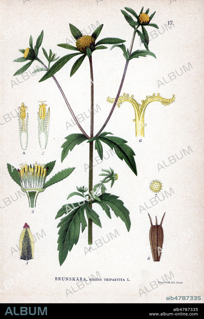 BIDENT TRIPARTITE, Bidens tripartita (chanvre d'eau). Chromolithographie in La FLORE des pays nordiques , 1905. les illustrations sont realisees a partir des oeuvres de Johan Wilhelm Palmstruch (1802-1843). Chromolithograph from Carl Lindman's "Bilder ur Nordens Flora" (Pictures of Northern Flora), Stockholm, Wahlstr¨m & Widstrand, 1905. Lindman (1856-1928) was Professor of Botany at the Swedish Museum of Natural History (Naturhistoriska Riksmuseet). The chromolithographs were based on Johan Wilhelm Palmstruch's "Svensk botanik" (1802-1843).