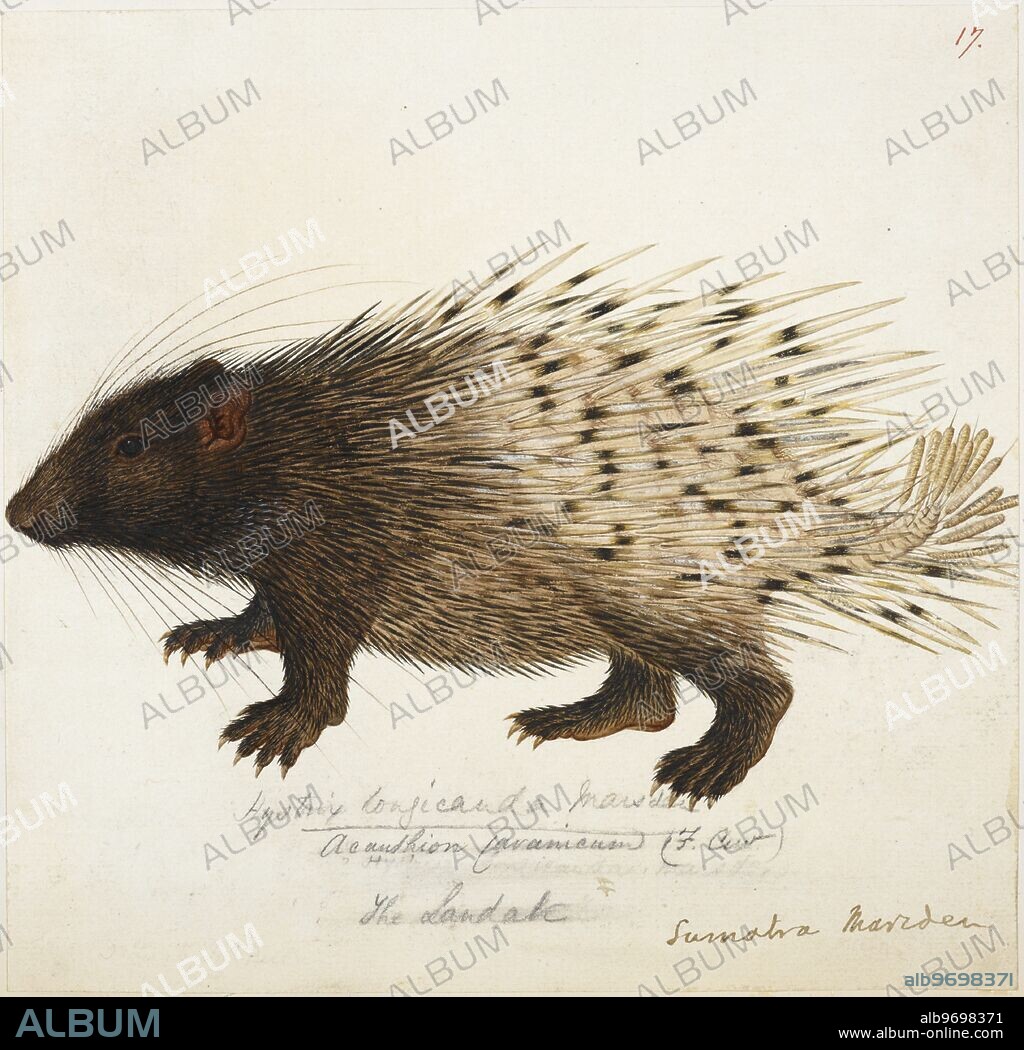 The Landak. Long tailed Porcupine from Sumatra.