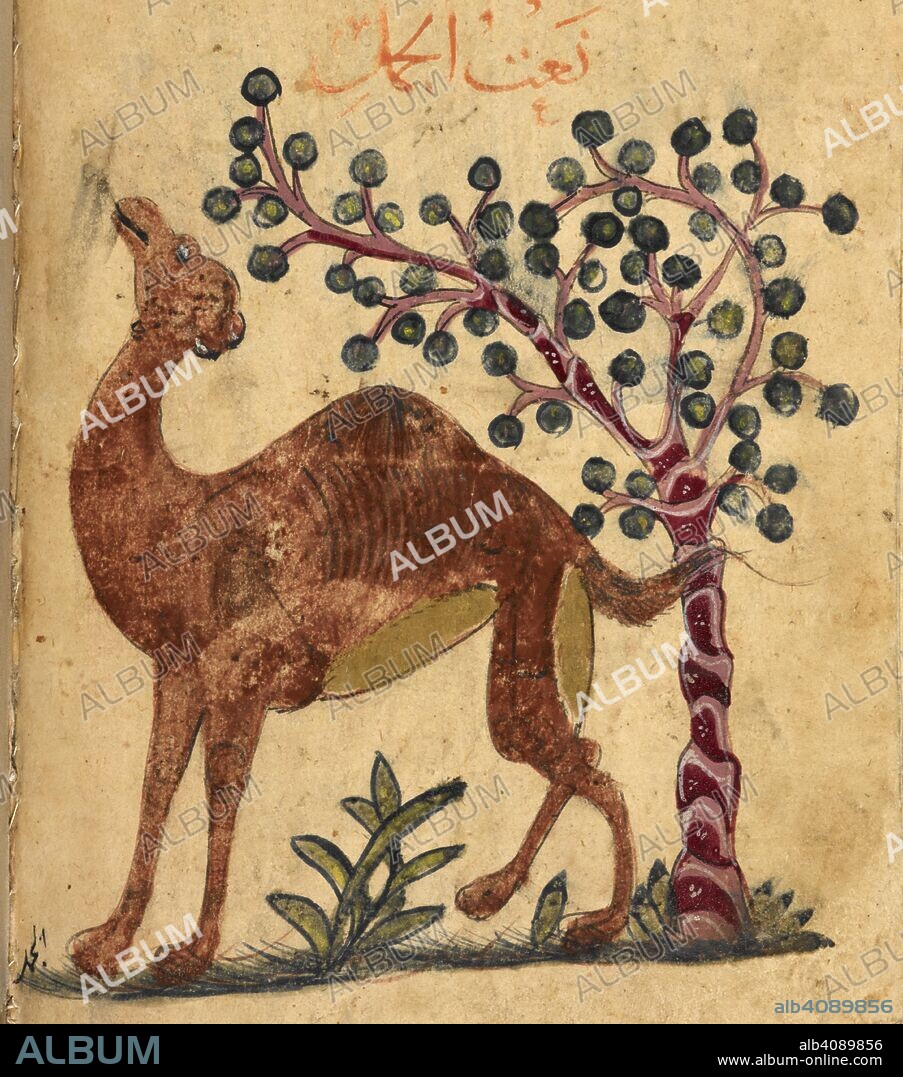 ARISTOTELES et IBN BAKHTISHU'. A camel passing a tree. Kitab Na't al-hayawan (book of the characteristics of animals). Middle East, 13th century. A treatise on animals and the medical properties of the various parts of their bodies, compiled from works of Aristotle and Ibn Bakhtishu'. Source: Or.2784 f.131v. Language: Arabic.