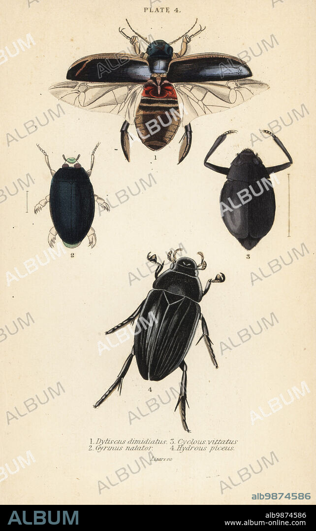 Diving beetle, Dytiscus dimidiatus 1, common whirligig beetle, Gyrinus natator 2, Cyclous vittatus 3, and great silver water beetle, Hydrophilus piceus 4.. Handcoloured steel engraving by William Lizars from James Duncans Natural History of Beetles, in Sir William Jardines Naturalists Library, W.H, Lizars, Edinburgh, 1835. James Duncan was a Scottish zoologist and entomologist 1804-1861.