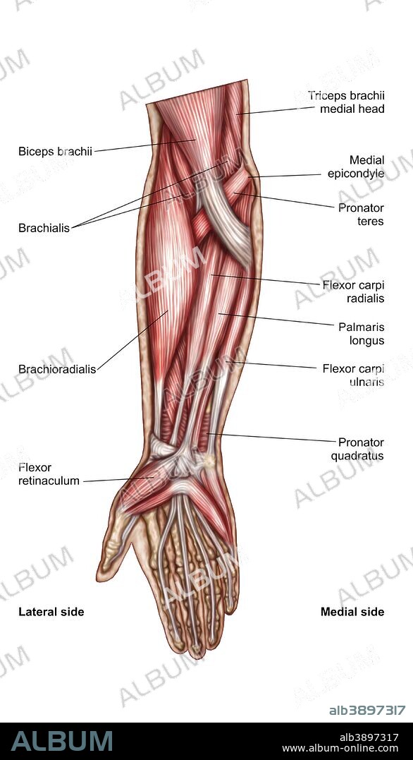 Anatomy of human forearm muscles, superficial anterior view.