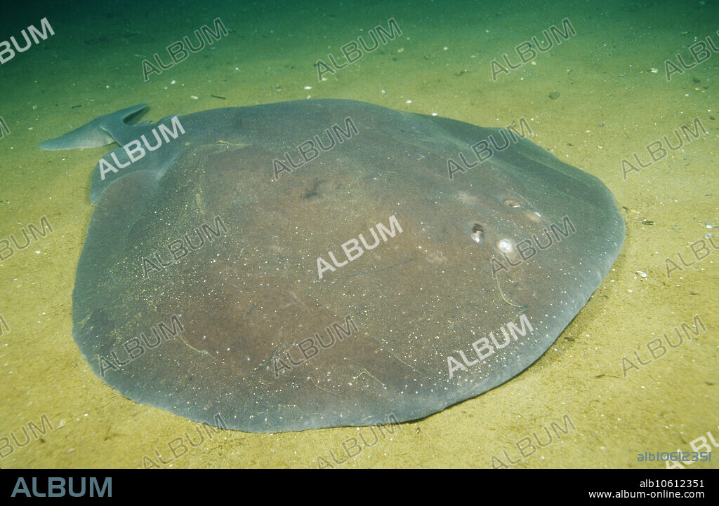 Atlantic Torpedo Ray (Torpedo nobiliana), Gulf of Maine.
