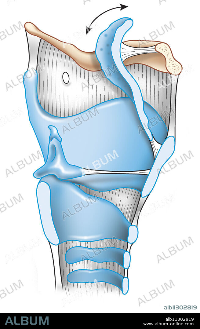 The larynx is connected to the pharynx above and to the trachea below. It promotes the passage of air and directs food. It also provides phonation through the vocal cords.