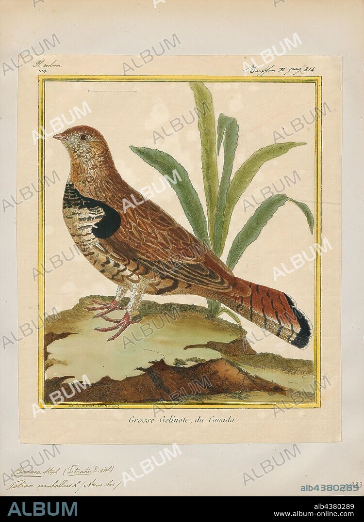 Bonasa umbellus, Print, The ruffed grouse (Bonasa umbellus) is a medium-sized grouse occurring in forests from the Appalachian Mountains across Canada to Alaska. It is non-migratory. It is the only species in the genus Bonasa., 1700-1880.