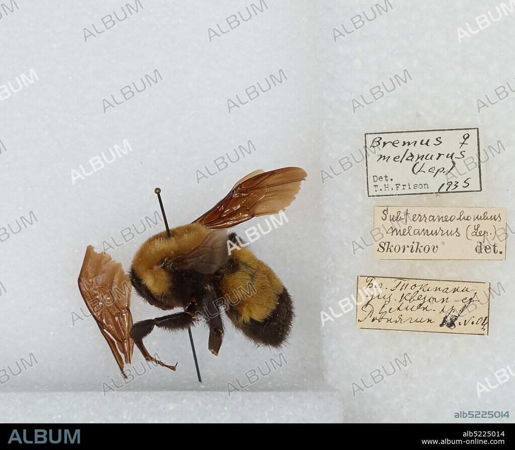 Bombus (Subterraneobombus) melanurus Lepeletier, Animalia, Arthropoda, Insecta, Hymenoptera, Apidae, Apinae.