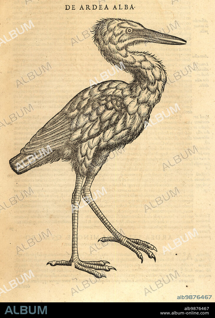 Great egret or common egret, Ardea alba. Great white heron. De Ardea alba. Woodcut engraving after an illustration by Lucas Schan and Conrad Gessner from Conrad Gessners Historiae Animalium, De avium natura, (Natural history of animals: birds), Frankfurt, Wechel for Cambier, 1585.