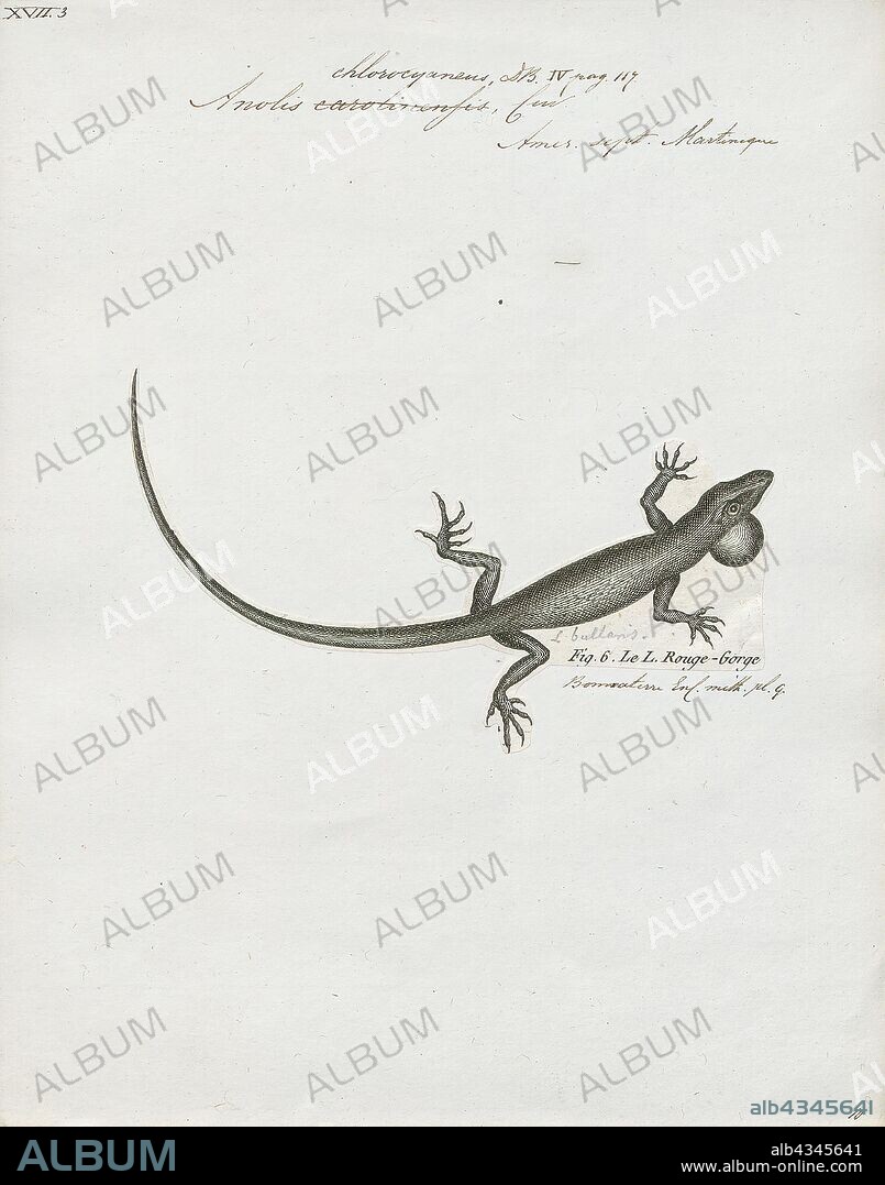 Anolis chlorocyaneus, Print, Anolis is a genus of anoles, iguanian lizards in the family Dactyloidae, native to the Americas. With more than 425 species, it represents the world's most species-rich amniote tetrapod genus, although it has been proposed that many of these should be moved to other genera, in which case only about 45 Anolis species remain. Previously, it was classified under the family Polychrotidae that contained all the anoles as well as Polychrus, but recent studies place it under Dactyloidae., 1700-1880.