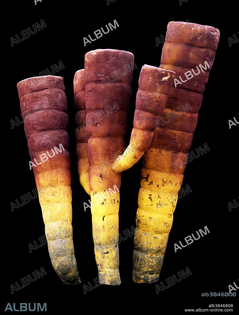 Reconstruction of the sponge, Vauxia densa, from the Middle Cambrian Burgess Shale of British Columbia. These tall, tubular sponges were probably the largest sponges in the Burgess Shale fauna. They have been associated with the onychophoran, Aysheaia, which may have been a sponge predator. The size ranges from 60 to 140 mm. tall and about 22 mm. in diameter.