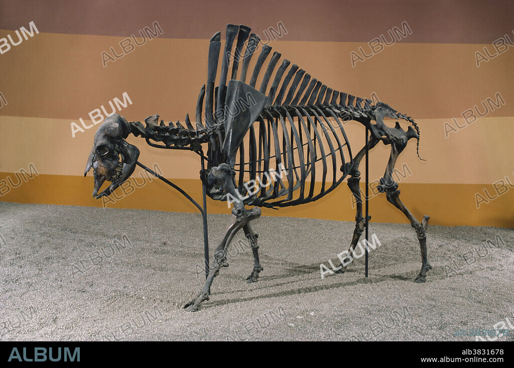 Antique bison (Bison antiquus) found in the La Brea Tar Pits, in the Natural History Museum of LA County.