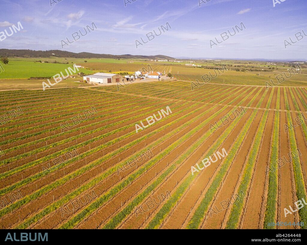 campo de vides para vino, Reguengos de Monsaraz , Distrito de Évora, Alentejo, Portugal.