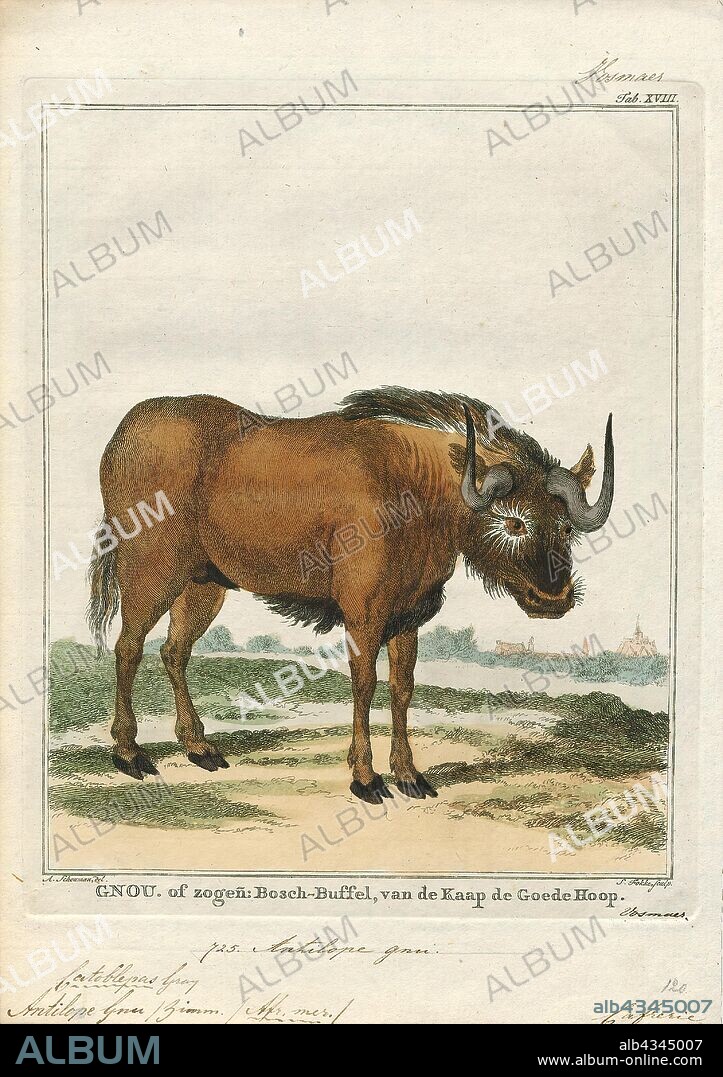 Antilope gnu, Print, The black wildebeest or white-tailed gnu (Connochaetes gnou) is one of the two closely related wildebeest species. It is a member of the genus Connochaetes and family Bovidae. It was first described in 1780 by Eberhard August Wilhelm von Zimmermann. The black wildebeest is typically 170–220 cm (67–87 in) in head-and-body length, and the typical weight is 110–180 kg (240–400 lb). Males stand about 111–121 cm (44–48 in) at the shoulder, while the height of the females is 106–116 cm (42–46 in). The black wildebeest is characterised by its white, long, horse-like tail. It also has a dark brown to black coat and long, dark-coloured hair between its forelegs and under its belly., 1700-1880.