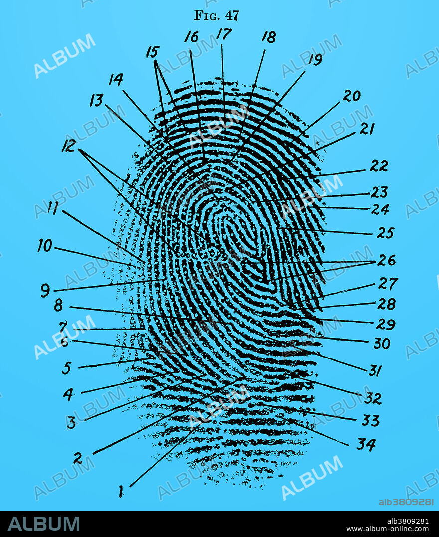 Fingerprint Diagram, 1940. Taken from Frederick Kuhne, The Finger Print Instructor. Based upon the Sir E. R. Henry System of Classifying and Filing. Various characteristic points that may be used in comparing impressions. Numbers 1 5 33 and 34 are described as short ridge lines 2 9 14 16 19 20 22 25 and 32 as a bifurcation of ridges 3 4 6 7 8 10 11 13 17 18 21 23 24 27 28 29 30 and 31 as abrupt ending ridges 15 and 26 are called islands and 12 shows several small ridge dots and ridge terminations caused by a cut.