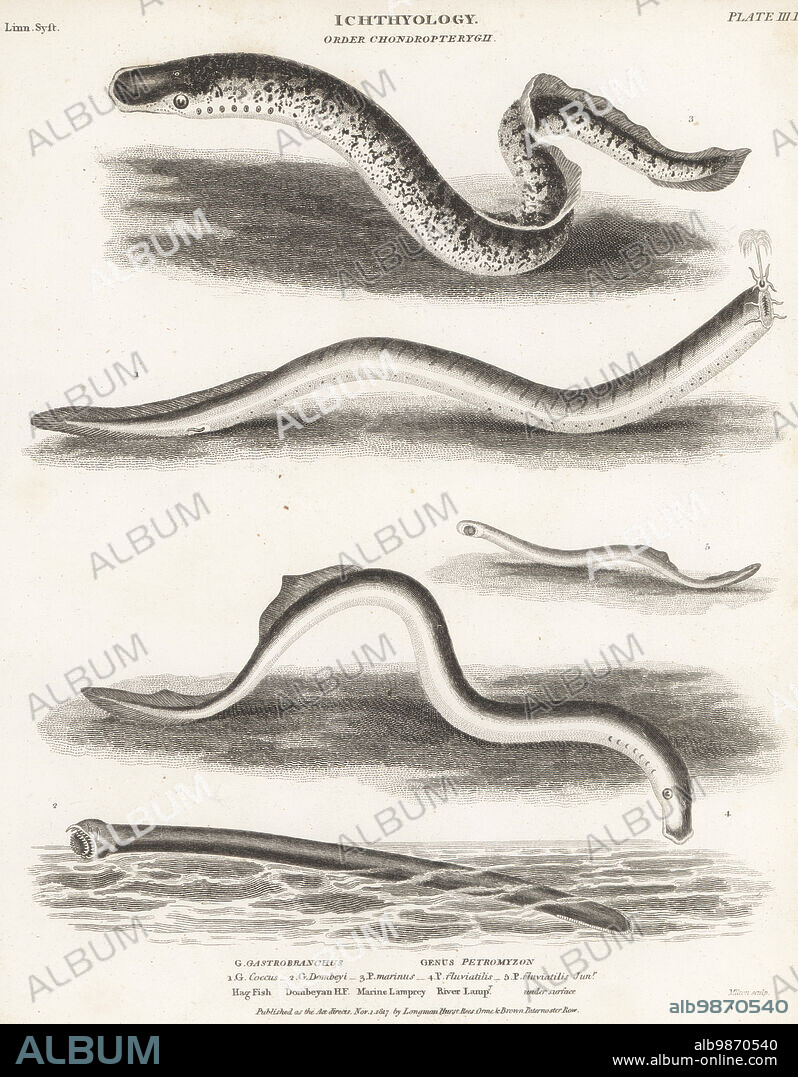 Atlantic hagfish, Myxine glutinosa hag fish 1,2, sea lamprey, Petromyzon marinus 3, . and river lamprey, Lampetra fluviatilis 4, juvenile under surface 5. Copperplate engraving by Thomas Milton from Abraham Rees' Cyclopedia or Universal Dictionary of Arts, Sciences and Literature, Longman, Hurst, Rees, Orme and Brown, Paternoster Row, London, November 1, 1817.